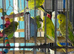 Baby budgies Glasgow