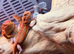 Red Monster baby Bearded Dragons