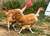 Naked neck pair