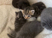 British short hair kittens for sale