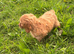 Cockapoo pups
