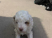 Beautiful tiny f1bb cavapoo pra clear puppies