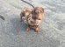 Dapple miniature girl 4 years old