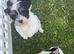Miniature Biewer Yorkshire Terrier Puppies