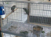 Parrot finch 2 males