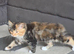 Stunning Tortoiseshell Maine Coon Cross Kitten - Female