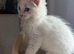 Last maleRagdoll kitten