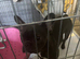 Female French bulldog