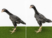 Blue O shamo chicks