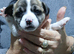 3/4 chihuahua,s