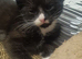 5 playfull kittens