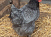 Blue bells pullets 16to18 weeks old