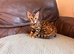 Bengal kittens