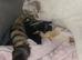 KITTENS BORN 21ST APRIL