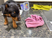 Mini pincher puppies