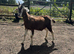 Pygmy goats castrated and billy in bl6