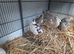 7 mixed quail with hutch