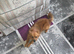 Female German Spitz