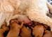 MINIATURE POODLE PUPPIES