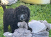 Stunning toy poodles