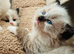 Male Ragdoll kitten