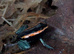 Phyllobates vittatus dart frogs with enclosure