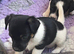 Jack Russell puppies for sale