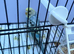 Top quality rainbow budgie