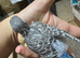 Baby blackface budgies available