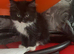 Ragdoll cross kittens