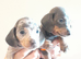 Dashhound puppies