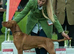 KC Hungarian Vizsla Puppies