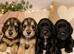 Ready Soon - Mini Schnauzer x Cocker (Schnockers)