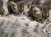 Kittens for good Home