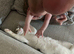 Lovely male kitten