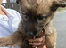German shepherd puppies