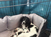 Springer pups for sale