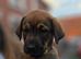 Koko Belgian mal x Rottweiler