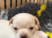 Beautiful Smooth Coat Chihuahua Puppies Ready for Loving Homes