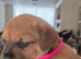 Mastweiler puppys