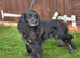 Black sable Male cocker spaniel