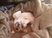 Miniature Jack Russell
