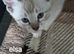 Pure breed Bengal Kittens