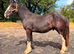 3yr old Irish cob gelding
