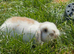 Female Mini Lop Rabbit &ndash; Beautiful White & Grey/Peach Markings &ndash; Pet Bunny
