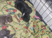 American bully xfrenchy