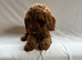 Adorable f1b cavapoo puppies