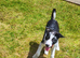 Border collie