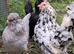 Araucana Bantam Mixed Colour Hatching Eggs X 6