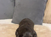 Sprocker puppies